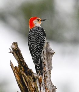 A Red-bellied Woodpecker surveys its territory