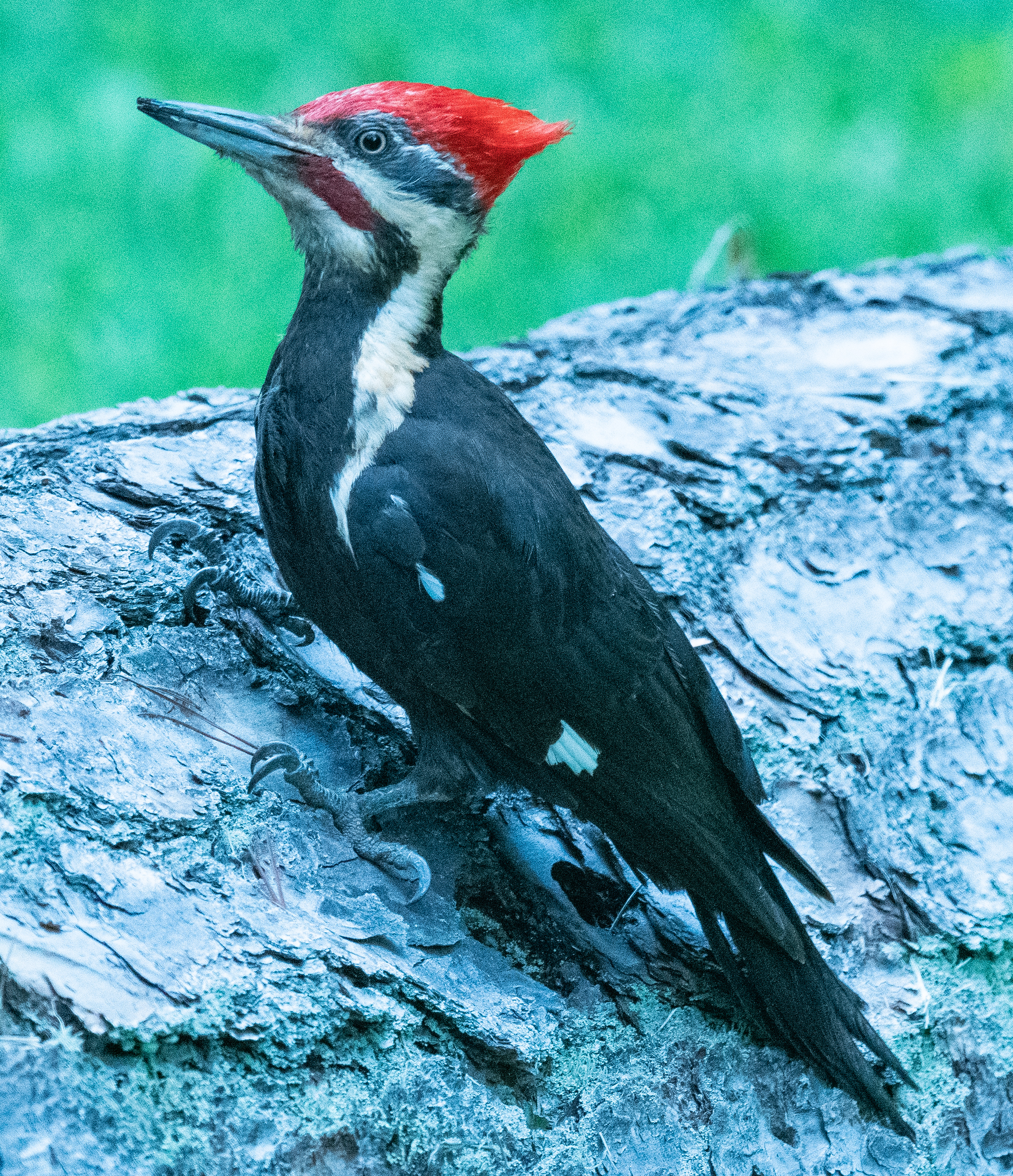 A Pileated Woodpecker in holiday mode