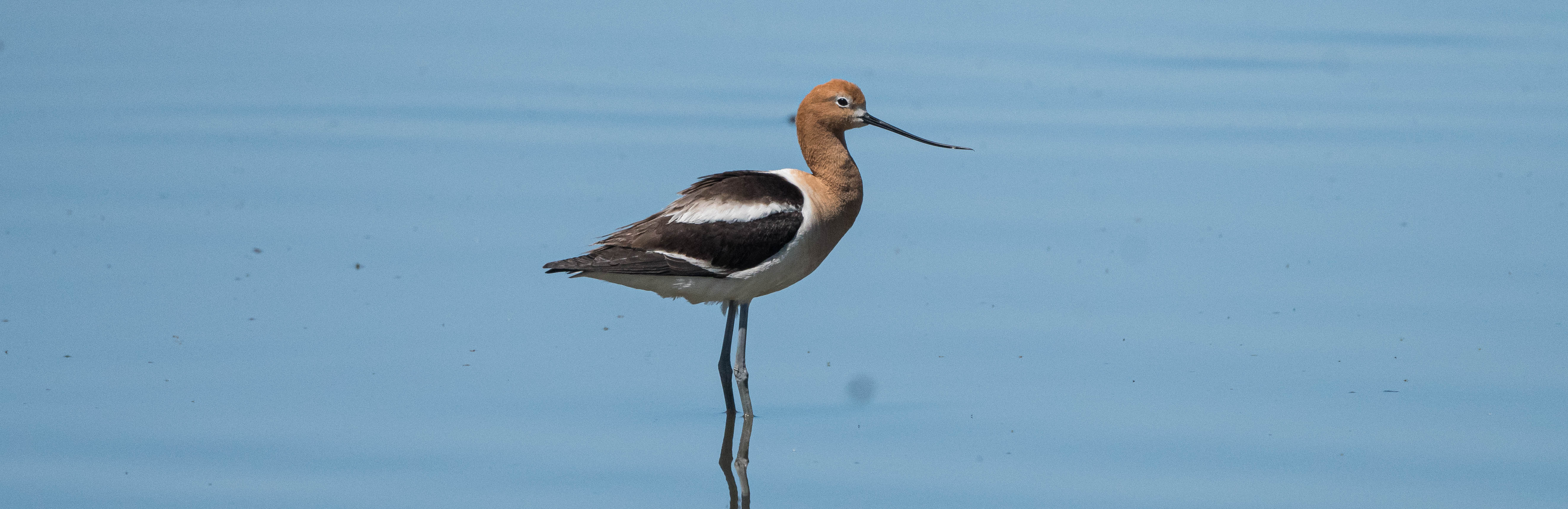 An American Avocet stands like a statue in the water along the coast of North Carolina.
