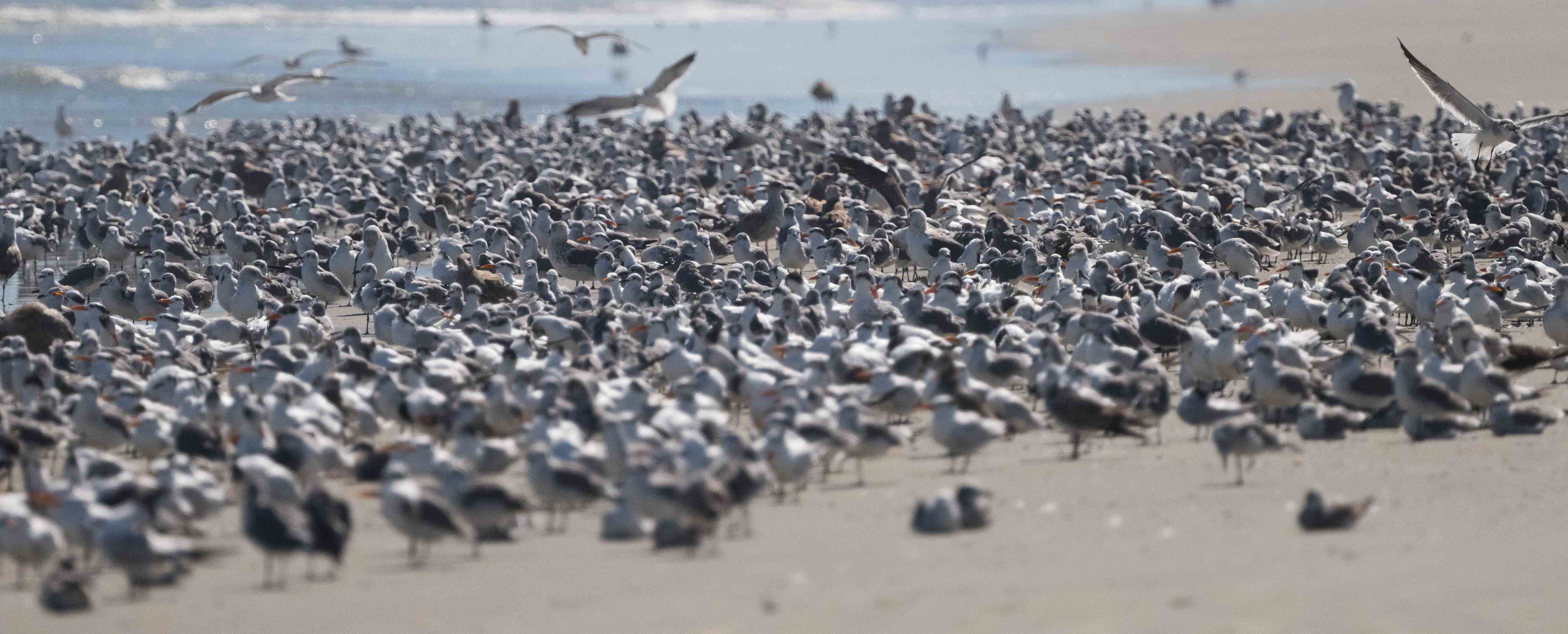 The best places to catch up with birds along the Mid-Atlantic coast