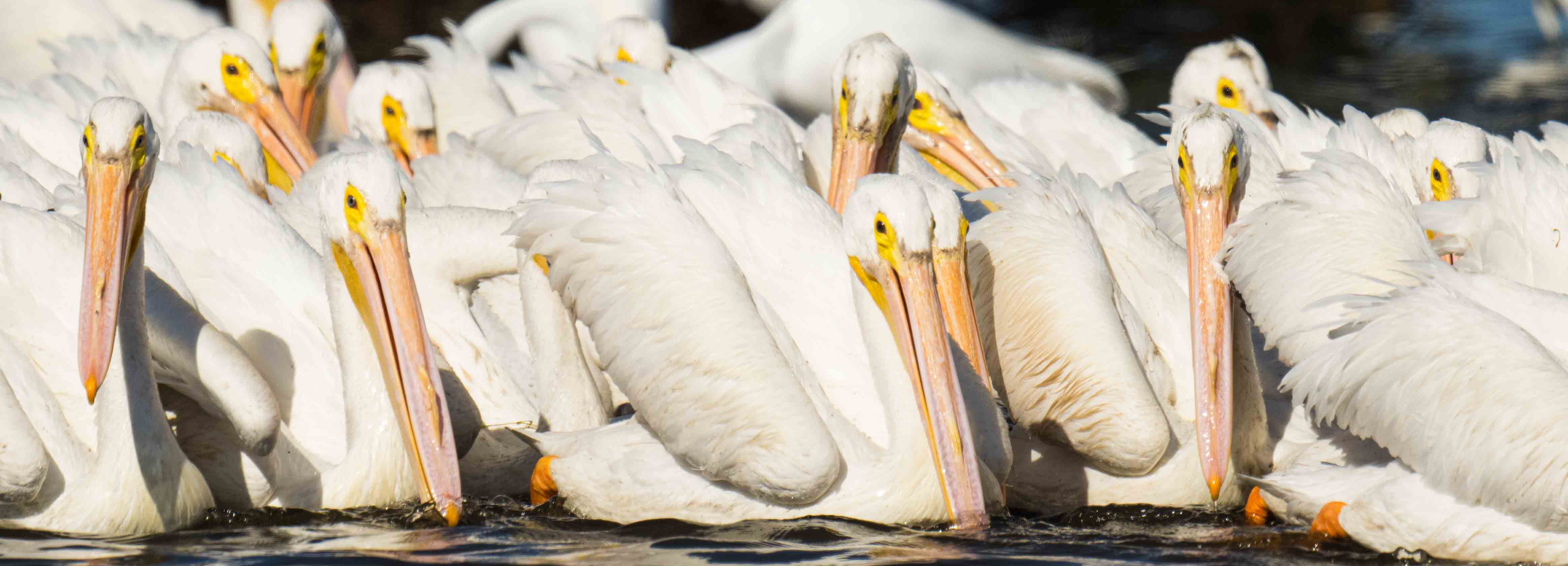 How do White Pelicans catch all those fish? Here’s their secret.