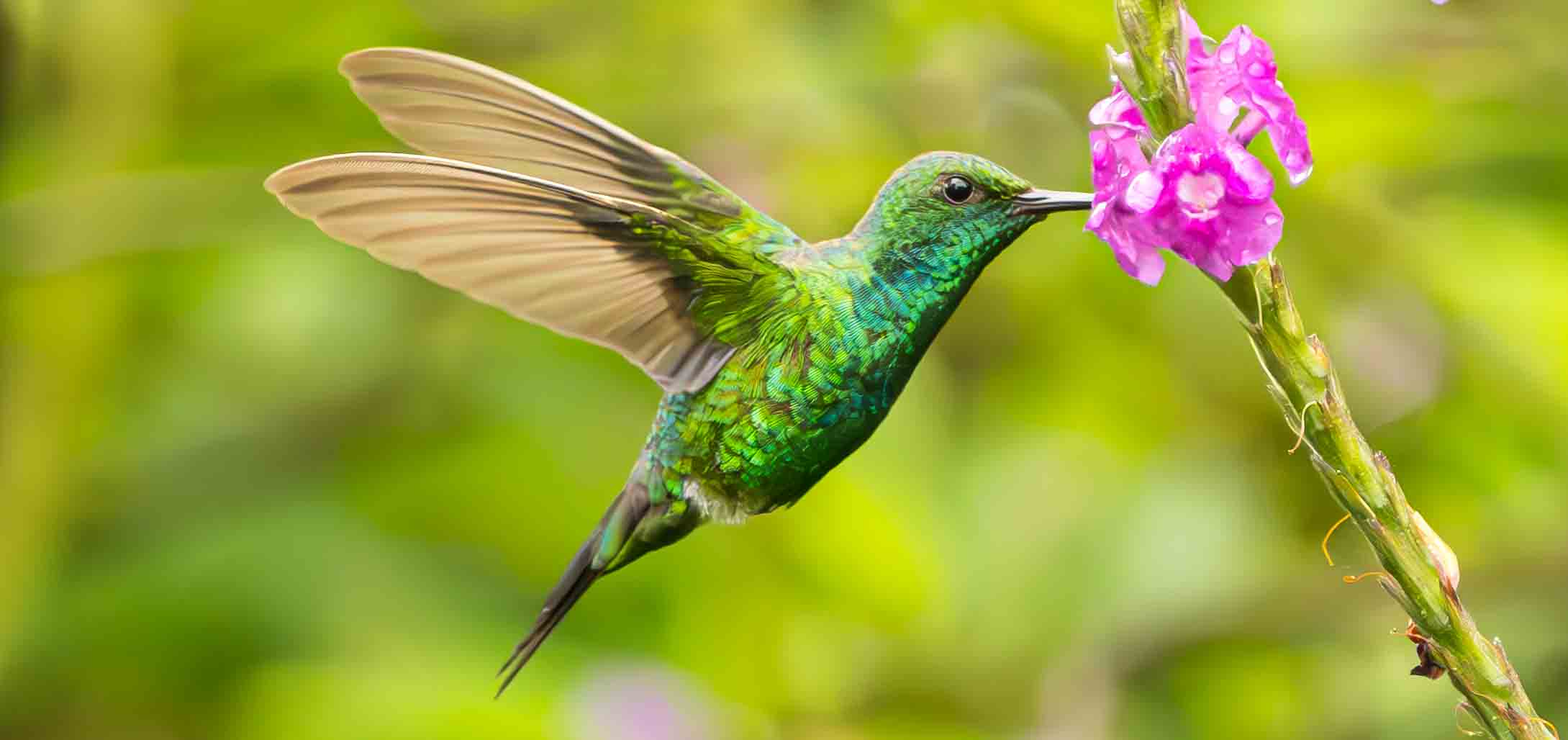 Costa Rica’s hummingbirds: You find them everywhere you look