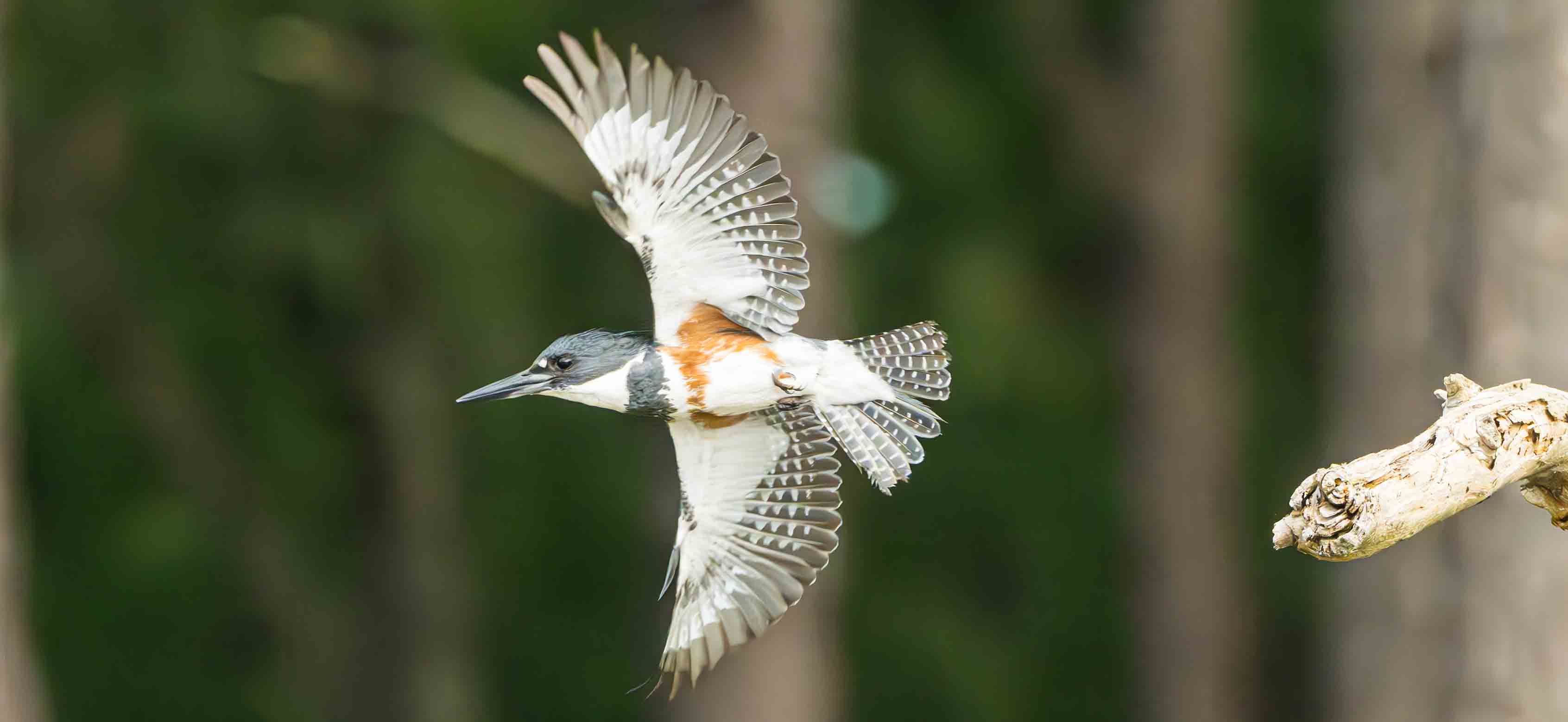 Where the eagles are: How a sprawling lake near a capital city breeds record numbers of birds