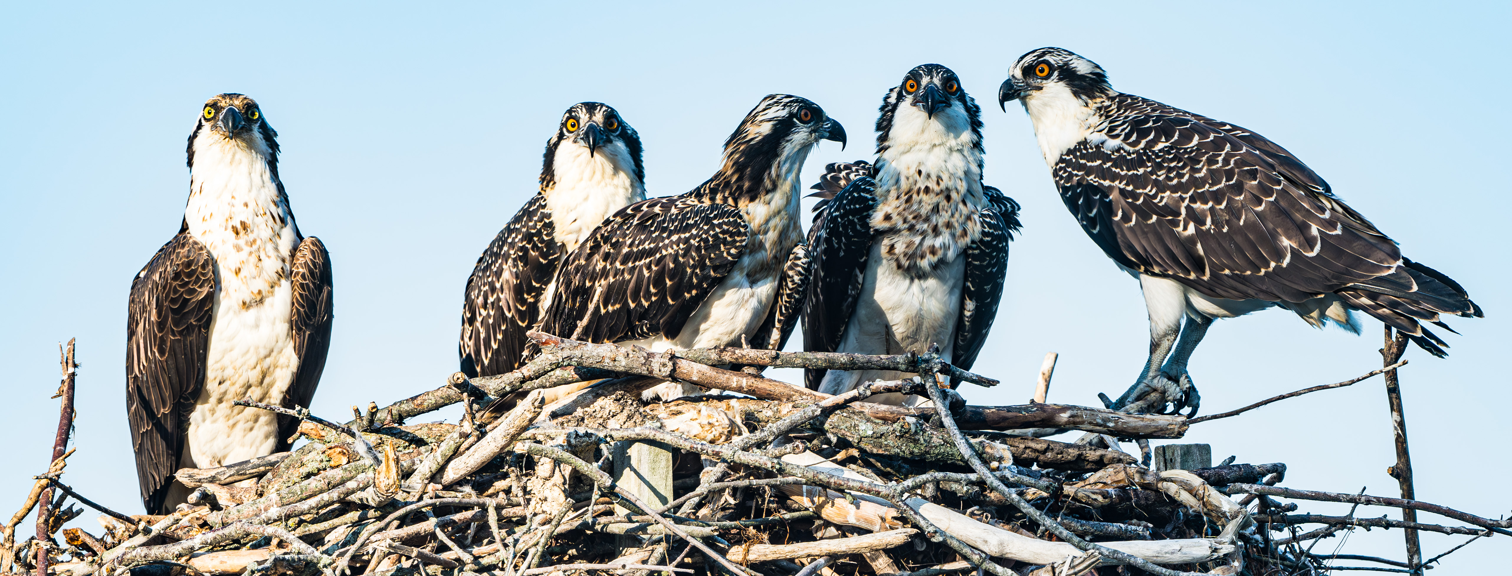 A raucous display: How five grown Ospreys fit in a single nest?