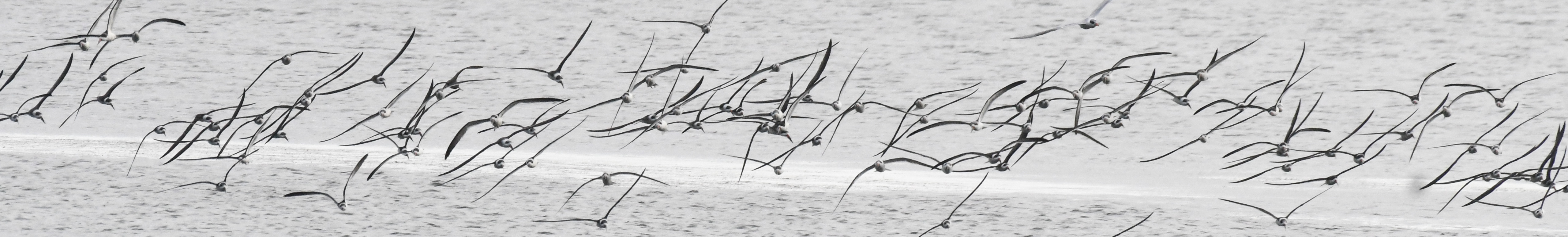 Who’s to blame? Readers weigh in on what’s behind the massive loss of bird populations