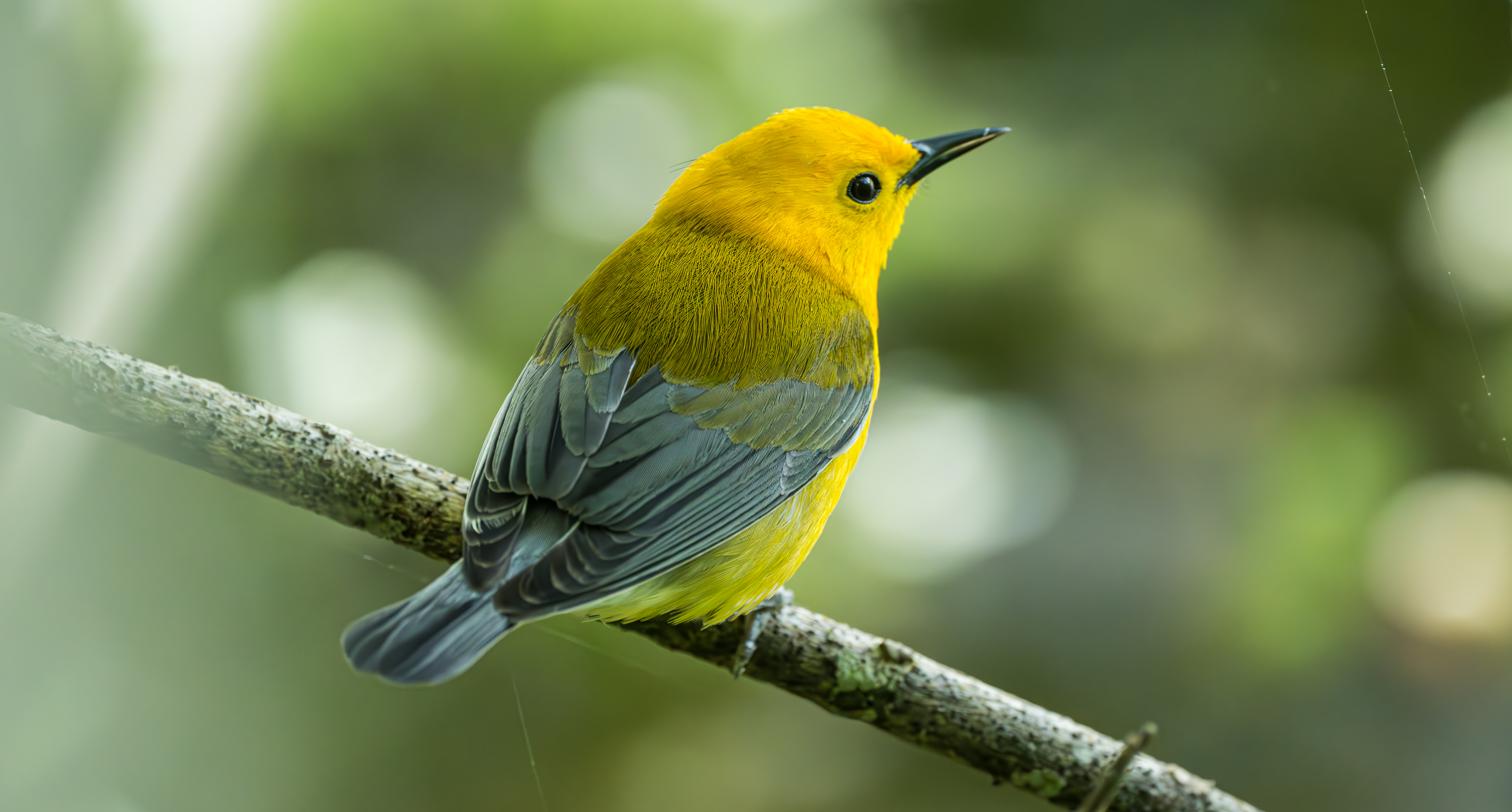 We hit gold on this springtime birding walk — in the form of a glowing Prothonotary Warbler
