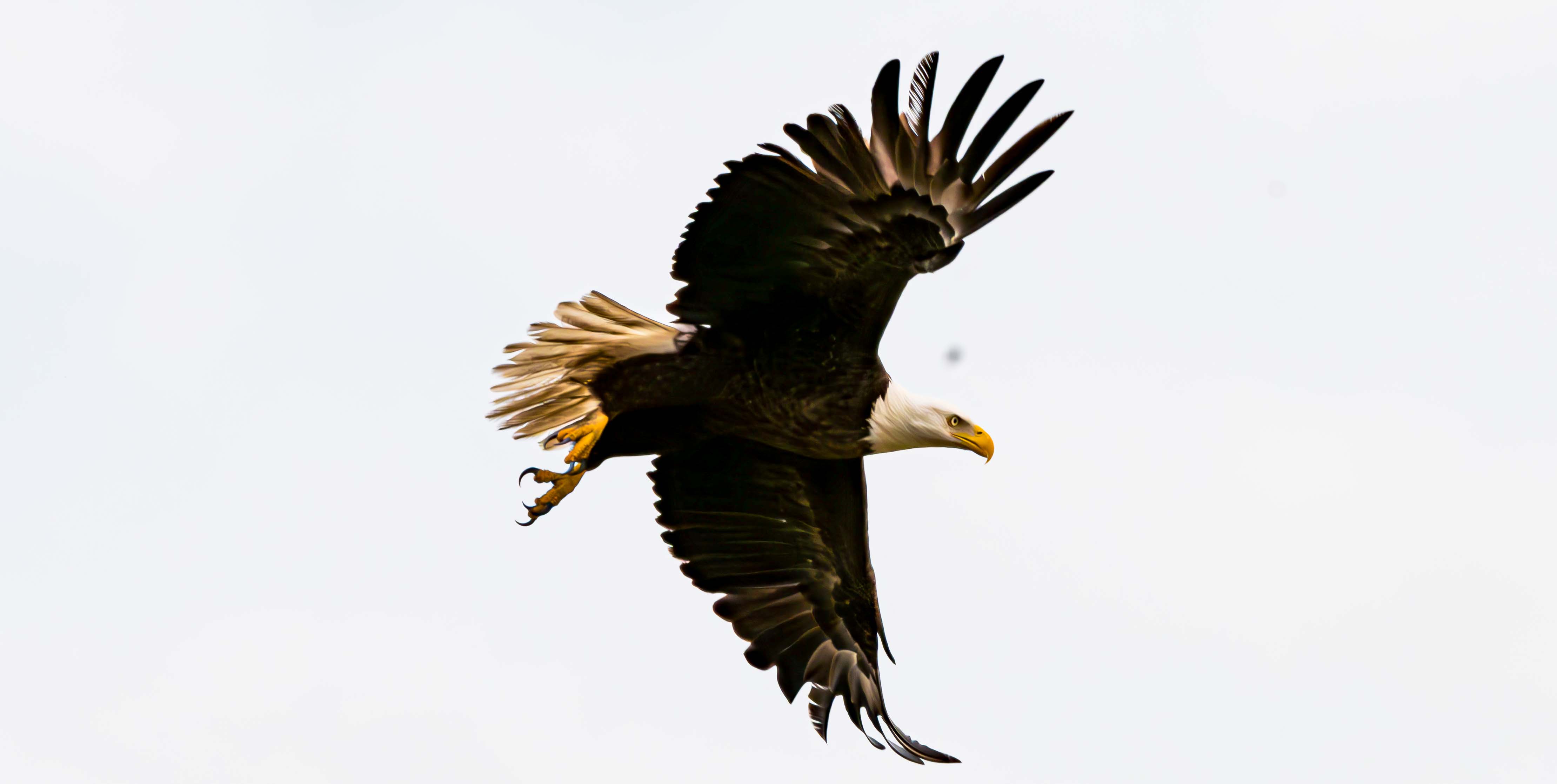 A Bald Eagle in flight.